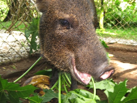 peccary